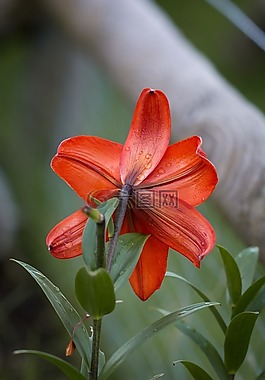 百合,百合科,花