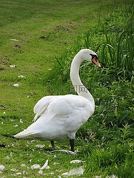 天鵝,疣鼻天鵝,鳥(niǎo)