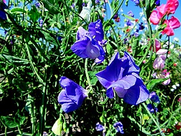 山黧豆,鲜花,夏天
