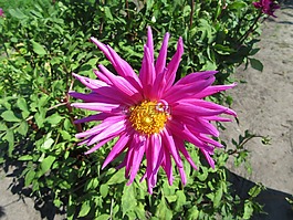 嬌琴紗,粉紅色的花,花瓣