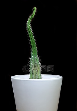 仙人掌,仙人掌植物,厂