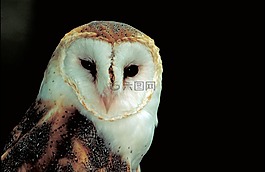 谷倉(cāng)貓頭鷹,捕食者,鳥