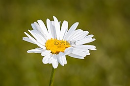 瑪格麗特,leucanthemum,復合材料