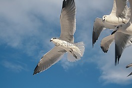 鳥,鴿子,斯奎