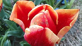 紅,花,露水