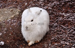 schneehase,可愛,動物園