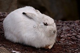schneehase,可愛,動物園