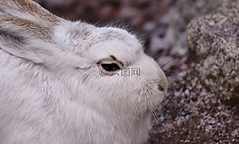 schneehase,可愛,動物園