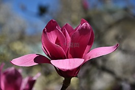 玉蘭,樹,花
