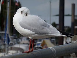 海鷗,河,易北河