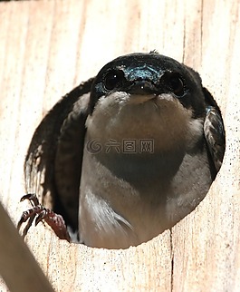 樹(shù)燕子,鳥(niǎo),育雛