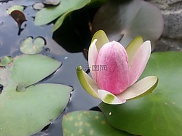 水百合,自來水廠,池塘