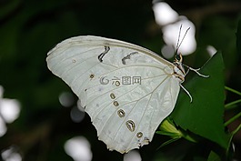 形態(tài),法甲,動(dòng)物