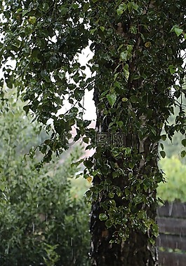 雨,樺木,樹