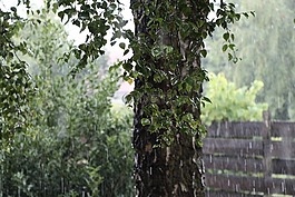 雨,樺木,樹