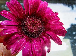 给你的,非洲菊,花卉