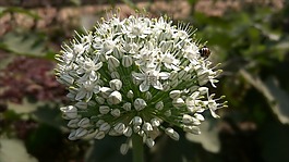 自然,植物區(qū)系,花
