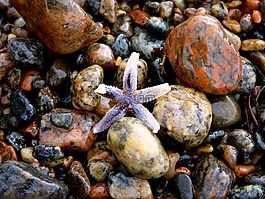 海星,石頭,豐富多彩