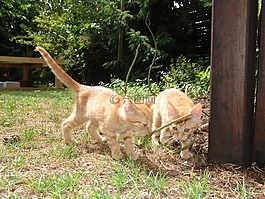 猫,小猫,红猫