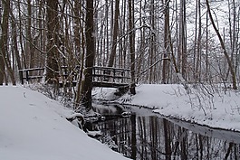 雪,森林,橋