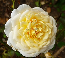 玫瑰,鮮花,黃色