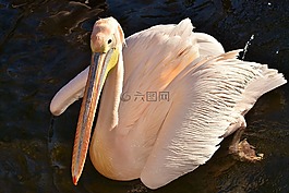 佩利坎,鳥,條例草案
