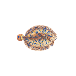魚(yú),動(dòng)物,水