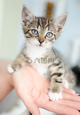 猫,小猫,年轻的猫