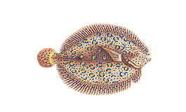 魚,動(dòng)物,水