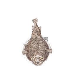 魚,動物,水
