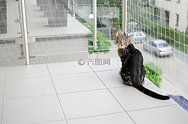 猫,大花猫,家猫