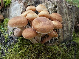 蘑菇,集合,秋