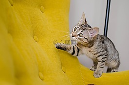 猫,大花猫,家猫