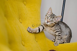 猫,大花猫,家猫