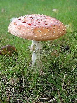 蘑菇,秋,性質(zhì)