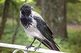 烏鴉,鳥,夏季