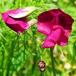 農田野豌豆,野豌豆,花多