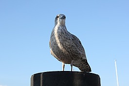 海鷗,鳥,水