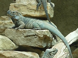 動(dòng)物園,鬣蜥,爬行動(dòng)物