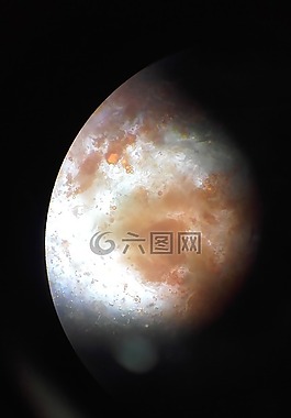 生物學,顯微鏡,胡蘿卜
