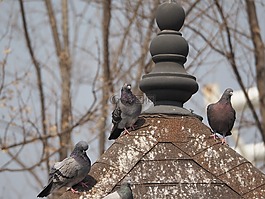 鴿子,公園,新增功能