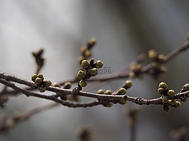 春天,芽,分行