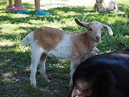 山羊,哺乳動物,幼崽