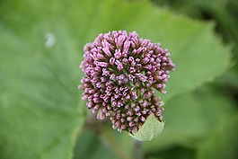 開花,關(guān)閉,紫