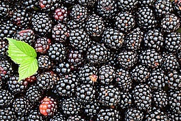 黑莓,背景,黑色