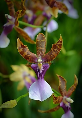 蘭花,花,開花