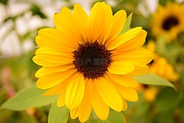 太阳花,小,开花