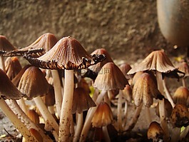 真菌,植物,性質(zhì)
