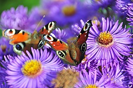 蝴蝶,孔雀蝴蝶,花