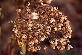 八仙花,秋季,繡球